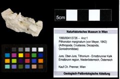 Foto (Objekt + Etiketten) von Pithonoton marginatum (von Meyer, 1842) 